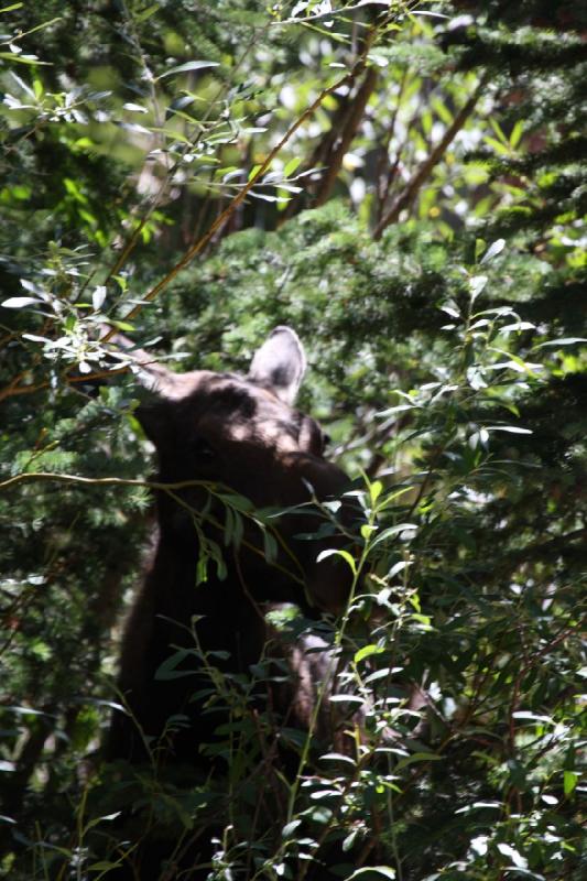 2010-08-21 11:13:25 ** Moose, Uinta Mountains ** 