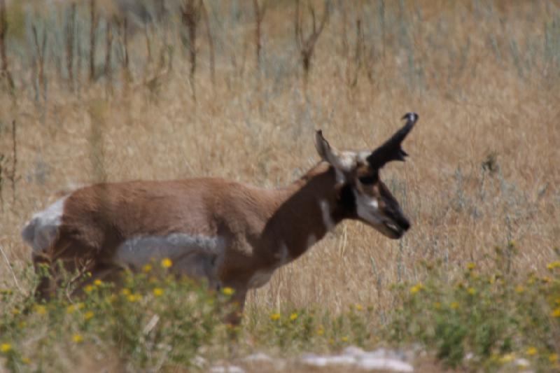 2013-08-24 13:31:42 ** Antelope Island, Antilope, Utah ** 