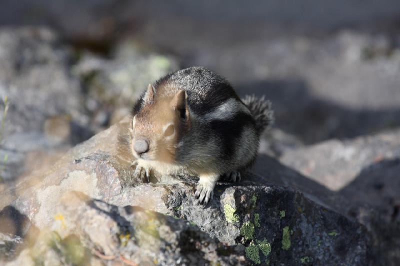 2009-08-03 09:28:25 ** Yellowstone Nationalpark ** Backenhörnchen, das wohl auf etwas Essbares hofft.