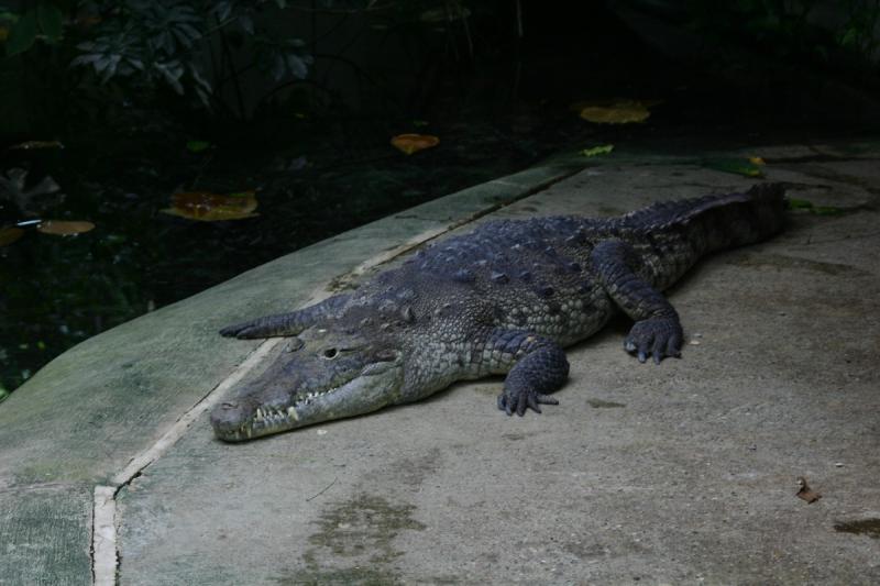 2005-08-25 15:02:03 ** Berlin, Deutschland, Zoo ** Krokodil.