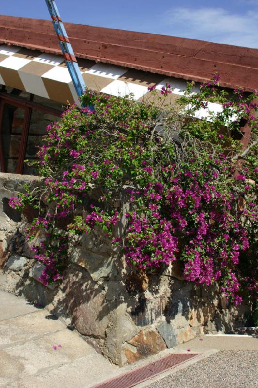 2007-04-14 14:29:02 ** Phoenix, Taliesin West ** Die Mauer sieht mit der Blütenpracht gleich viel besser aus.