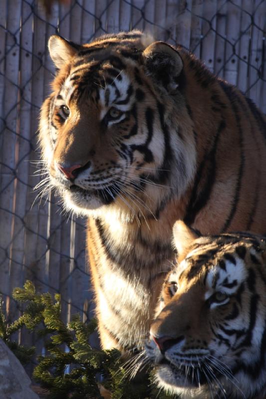 2011-01-23 16:43:41 ** Tiger, Utah, Zoo ** 