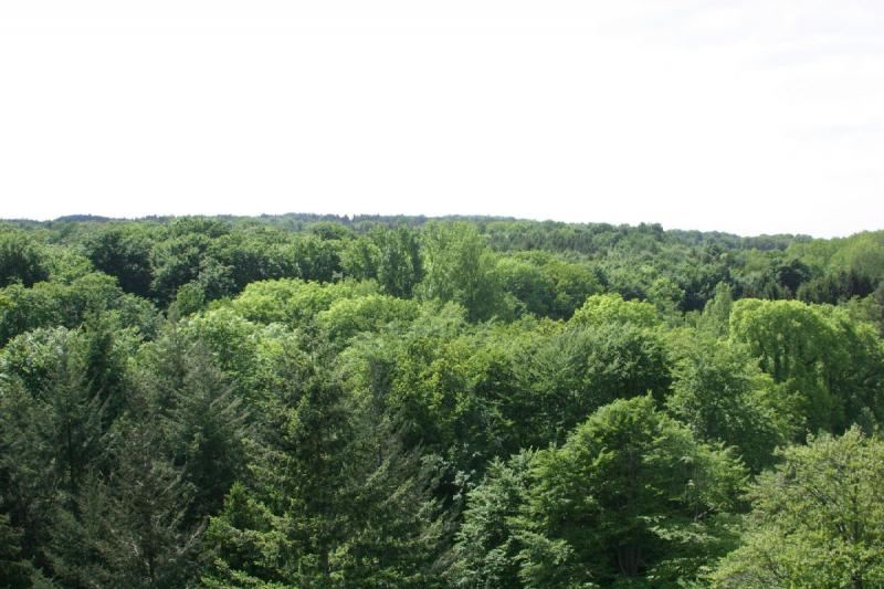 2008-05-20 14:56:04 ** Deutschland, Kalkriese ** Der Wald hinter dem Schlachtfeld.