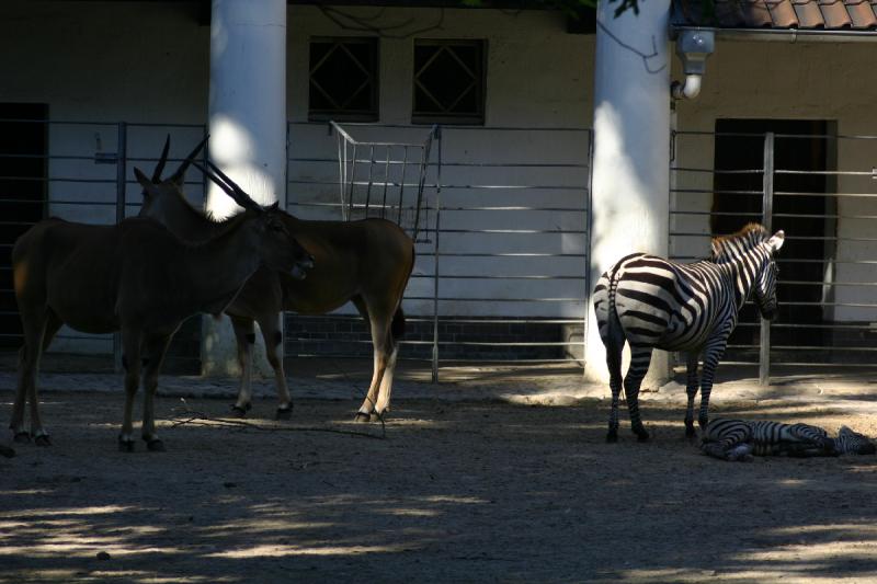 2005-08-24 16:45:11 ** Berlin, Germany, Zoo ** Antelopes and zebras.