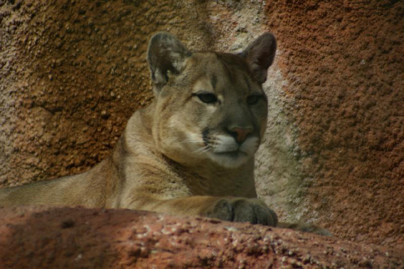 2007-03-11 14:00:04 ** Utah, Zoo ** Puma.