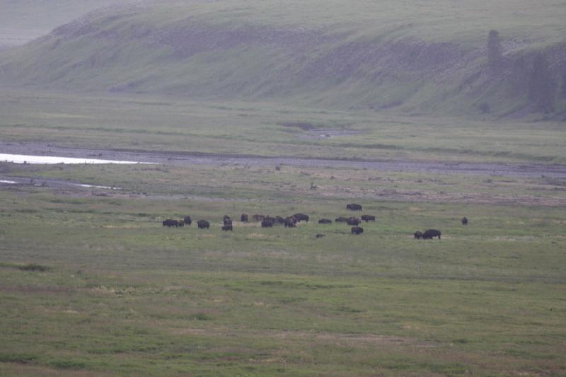 2009-08-05 13:27:20 ** Bison, Yellowstone National Park ** 