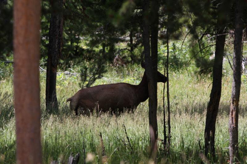 2008-08-15 13:23:24 ** Yellowstone Nationalpark ** 