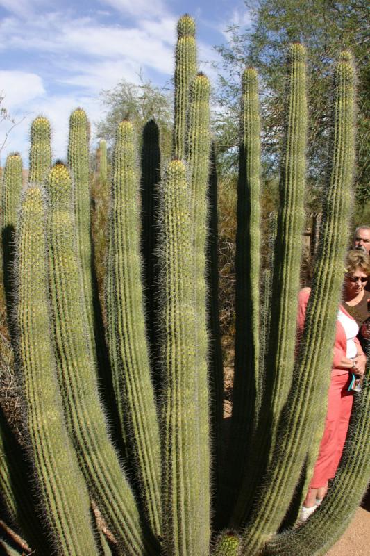 2007-10-27 13:04:12 ** Botanischer Garten, Kaktus, Phoenix ** Orgelpfeifenkaktus.