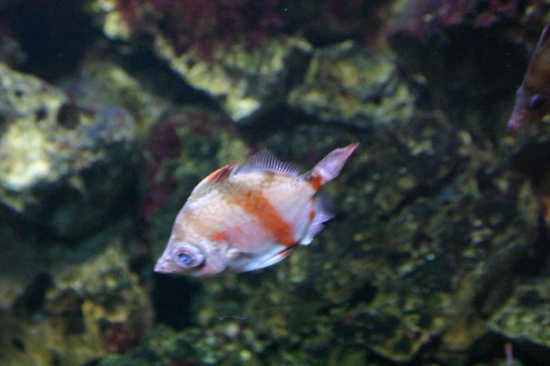 2005-08-25 14:45:33 ** Aquarium, Berlin, Deutschland, Zoo ** Kleiner häßlicher Fisch.