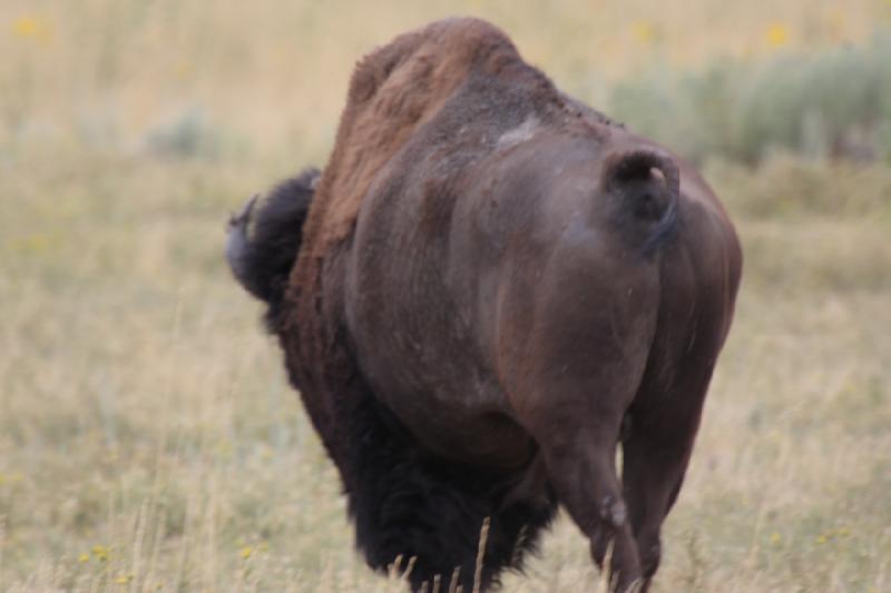 2013-08-24 15:05:00 ** Antelope Island, Bison, Utah ** 