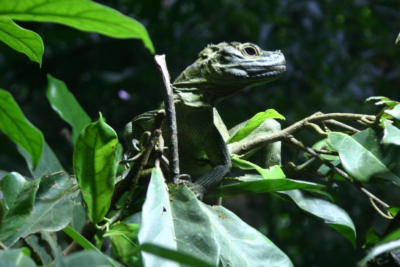 2005-08-25 14:57:19 ** Berlin, Germany, Zoo ** Lizard.