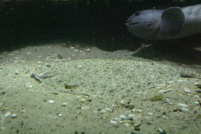 2005-08-25 14:39:18 ** Aquarium, Berlin, Deutschland, Zoo ** Schwer zu sehen, aber auf dem Boden ist eine Flunder.