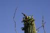 Früchte des Saguaro-Kaktus als Speise für diesen Vogel.