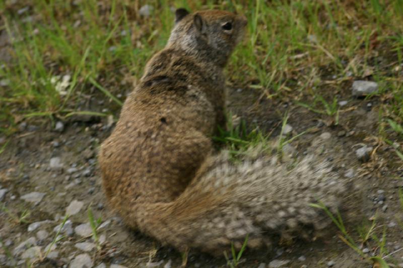 2005-05-07 14:51:47 ** Oregon, Roseburg, Zoo ** Squirrel.