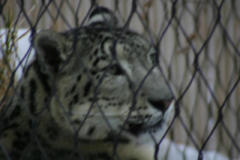 2007-12-09 16:05:22 ** Utah, Zoo ** Schneeleopard.