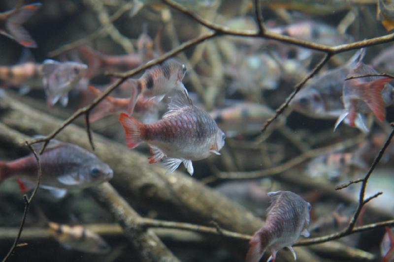 2014-03-12 15:05:36 ** Chicago, Illinois, Shedd Aquarium ** 