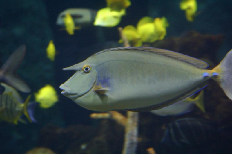 2007-09-01 11:22:16 ** Aquarium, Seattle ** Unicorn fish.