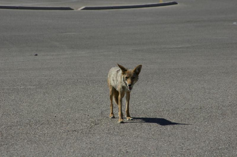 2006-06-17 15:37:36 ** Tucson ** Er ist uns langsam bis zum Auto gefolgt und hat uns ziemlich enttäuscht angeschaut, als wir dann einfach weg gefahren sind.