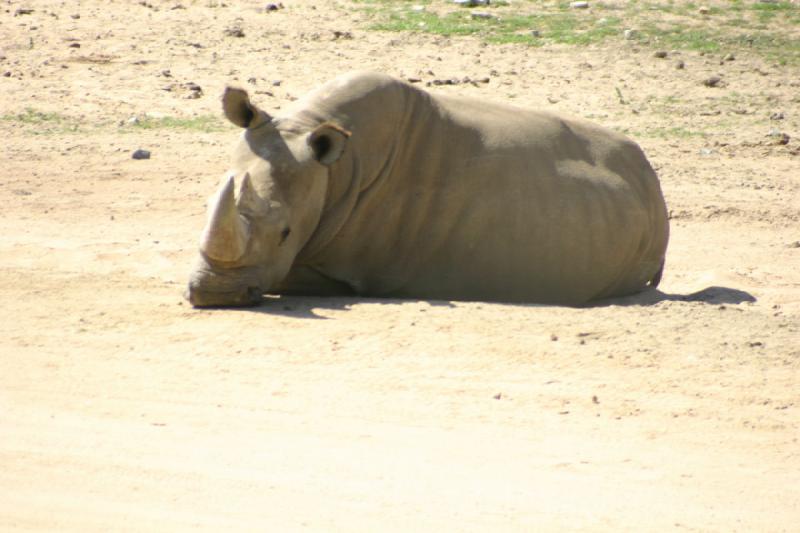 2008-03-21 14:33:12 ** San Diego, San Diego Zoo's Wild Animal Park ** 