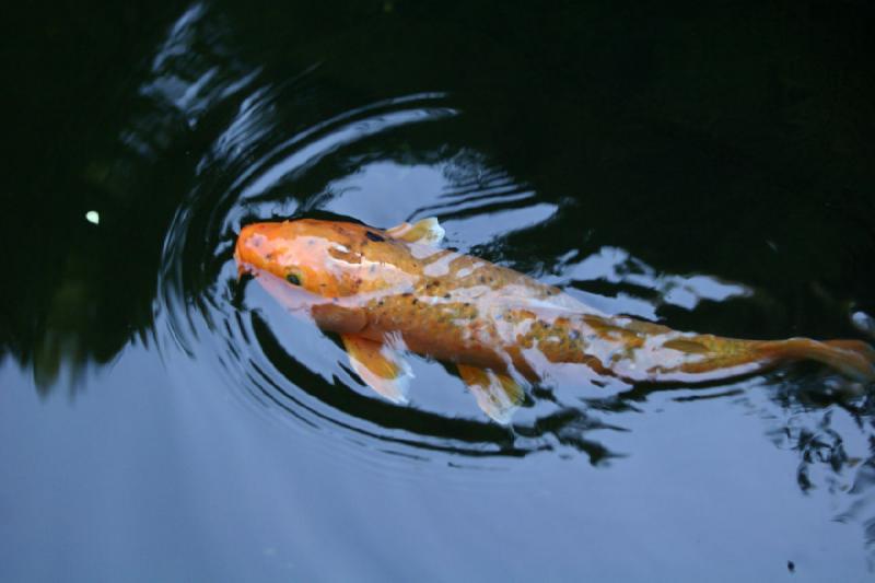 2007-09-02 15:16:08 ** Portland ** Koi.