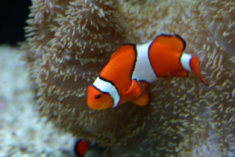 2007-09-01 11:37:24 ** Aquarium, Seattle ** Clownfisch.