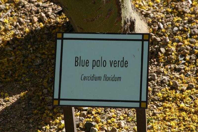 2007-04-15 16:47:46 ** Kaktus, Phoenix ** Blauer Palo Verde, 'Cercidium floridum'. 2007-04-15 16:47:46 ** Kaktus, Phoenix ** Blauer Palo Verde, 'Cercidium floridum'.