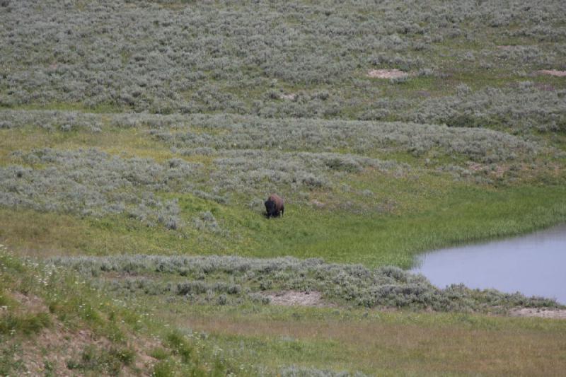 2009-08-05 10:14:28 ** Yellowstone National Park ** 