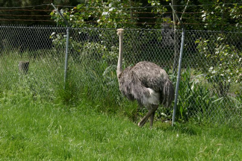 2005-05-07 14:11:20 ** Oregon, Roseburg, Zoo ** Ostrich.