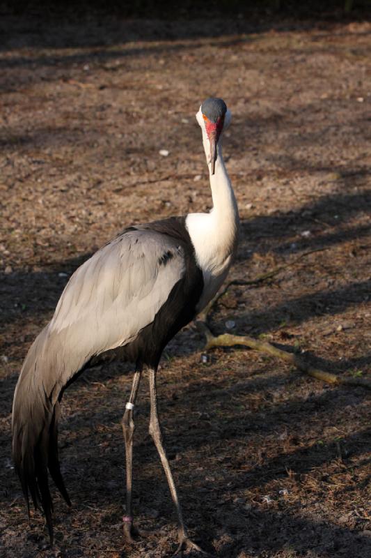 2010-04-13 18:20:31 ** Deutschland, Walsrode, Zoo ** 