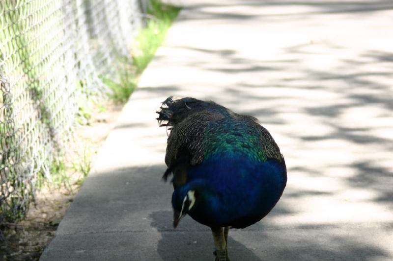 2005-05-21 17:03:21 ** Tracy Vogelpark ** Pfau.