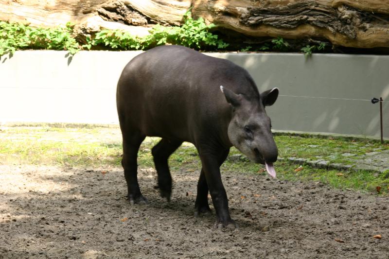 2005-08-24 12:57:35 ** Berlin, Deutschland, Zoo ** Tapir streckt uns die Zunge raus.