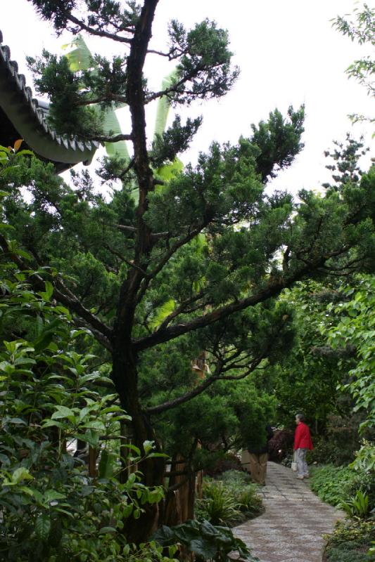 2005-05-05 11:50:32 ** Botanischer Garten, Oregon, Portland ** Baum im Chinesischen Garten.