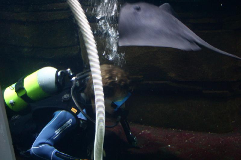 2006-11-29 14:06:50 ** Aquarium, Berlin, Germany, Zoo ** Diver cleans one of the tanks.