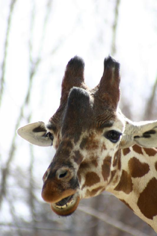 2007-03-11 14:25:08 ** Utah, Zoo ** Giraffe.