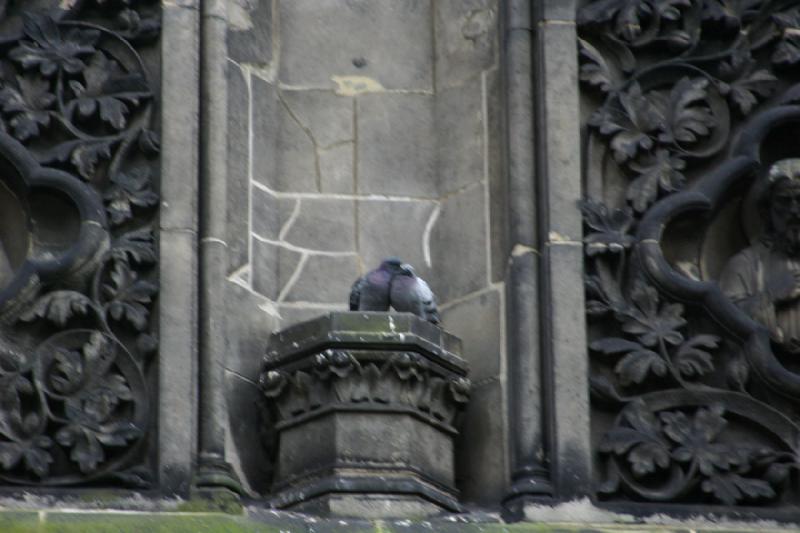 2006-11-25 12:08:30 ** Deutschland, Hamburg, St. Nikolai ** Die Tauben genießen jede Möglichkeit, auf einem Gebäude zu sitzen. 2006-11-25 12:08:30 ** Deutschland, Hamburg, St. Nikolai ** Die Tauben genießen jede Möglichkeit, auf einem Gebäude zu sitzen.