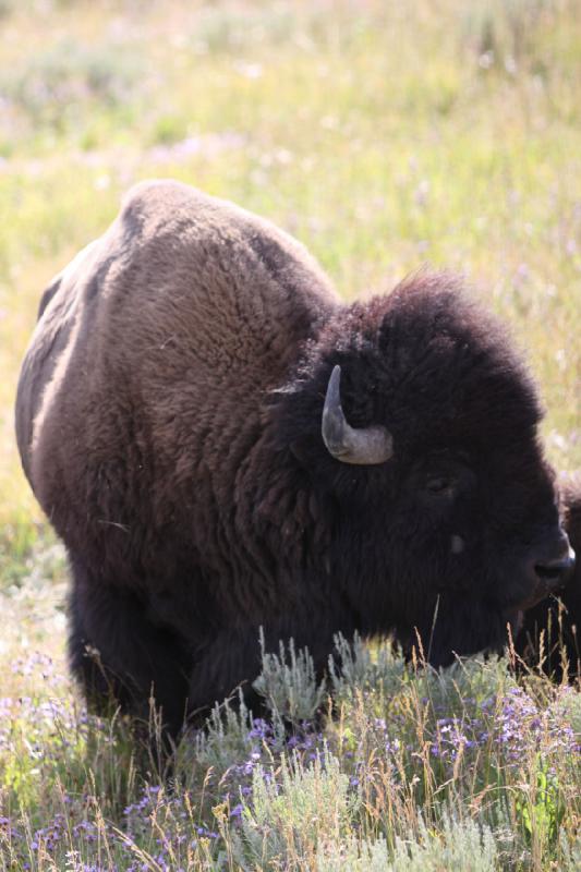 2008-08-15 17:16:12 ** Bison, Yellowstone National Park ** 