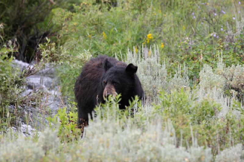 2009-08-05 14:07:58 ** Black Bear, Yellowstone National Park ** 