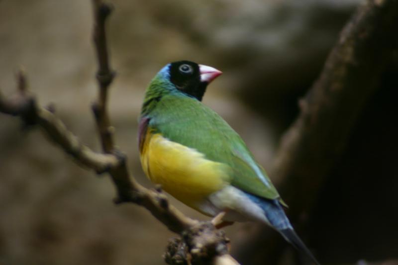 2005-08-24 13:35:34 ** Berlin, Deutschland, Zoo ** Kleiner bunter Vogel.