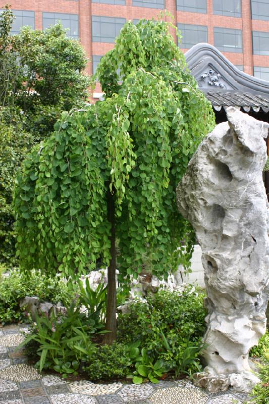 2005-05-05 12:02:54 ** Botanical Garden, Oregon, Portland ** A tree inside the Chinese Garden.