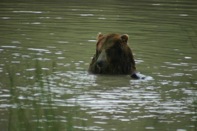 2005-05-07 14:37:38 ** Oregon, Roseburg, Zoo ** Bear.