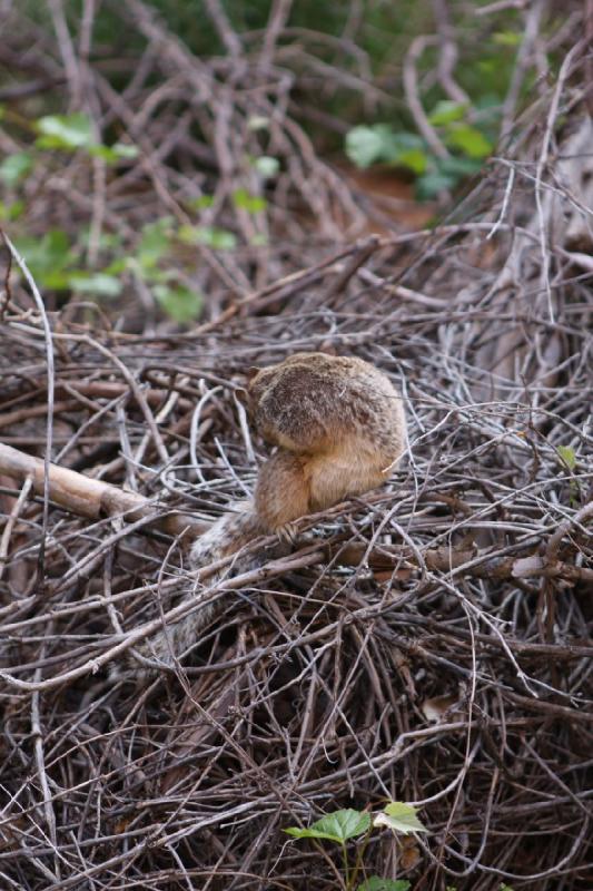 2011-05-29 09:49:12 ** Utah, Zion Nationalpark ** 