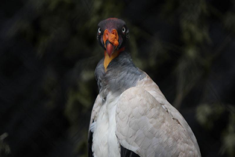 2008-07-04 14:58:30 ** Tracy Vogelpark ** 