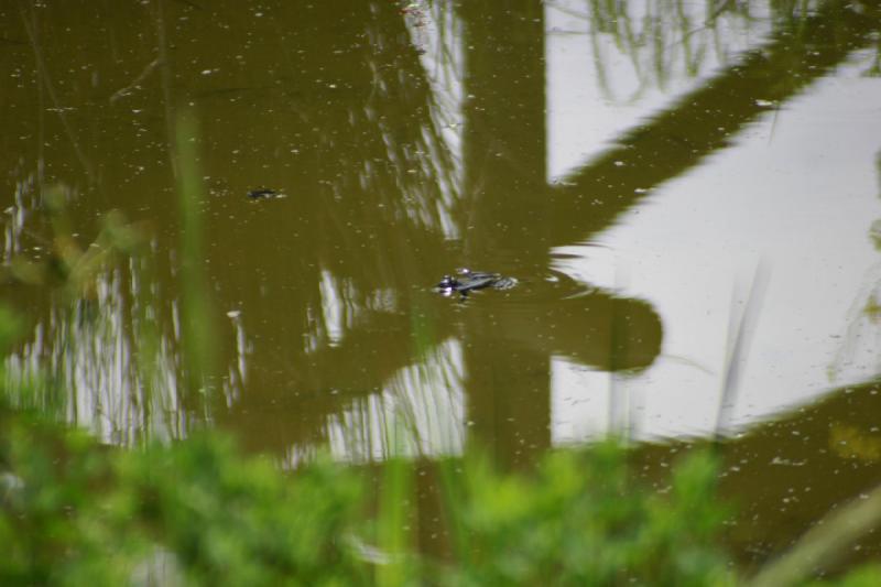 2005-05-07 13:59:46 ** Oregon, Roseburg, Zoo ** A frog.