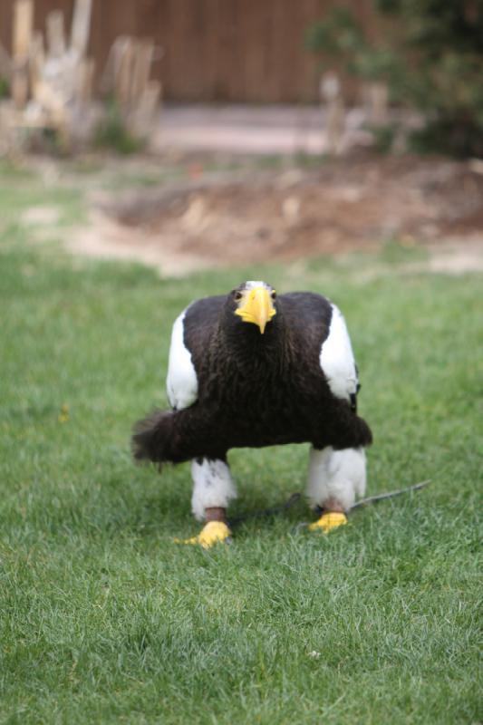 2011-05-07 11:02:19 ** Riesenseeadler, Utah, Zoo ** 