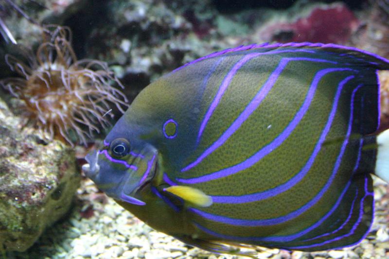 2005-08-25 14:24:46 ** Aquarium, Berlin, Deutschland, Zoo ** Schöner bunter Fisch.