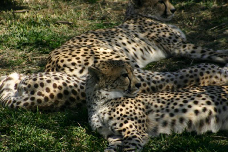 2008-03-21 11:48:10 ** San Diego, San Diego Zoo's Wild Animal Park ** 