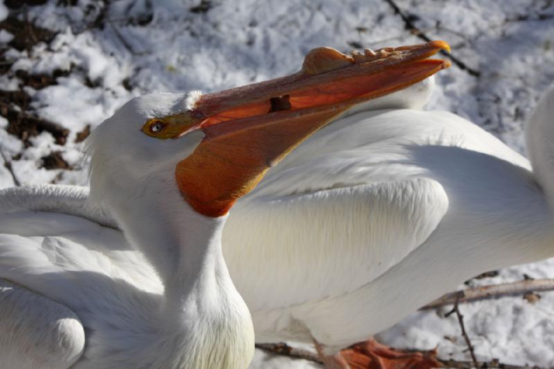 2009-02-13 14:55:34 ** Utah, Zoo ** Pelikan mit Fisch.