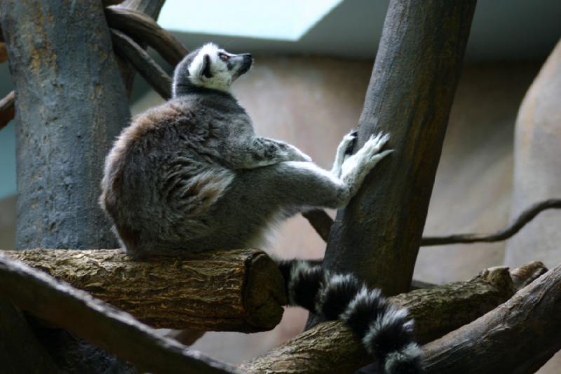 2007-03-11 13:56:28 ** Utah, Zoo ** Lemur.