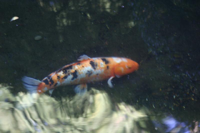 2007-09-02 15:13:34 ** Portland ** Koi.