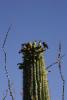 Früchte des Saguaro-Kaktus als Speise für diesen Vogel.